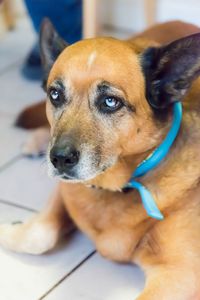 Close-up portrait of dog