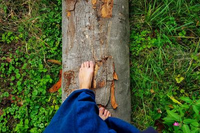 Low section of person legs on tree trunk