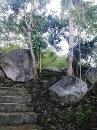 Trees in forest