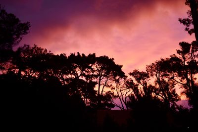 Low angle view of silhouette trees against sky at sunset