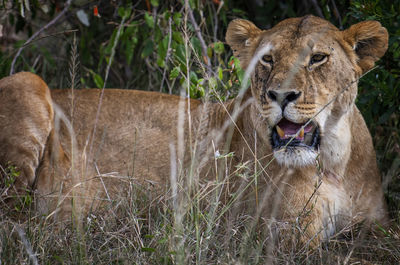Lion in a field