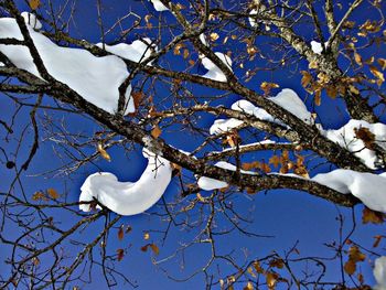 Low angle view of bare trees against blue sky