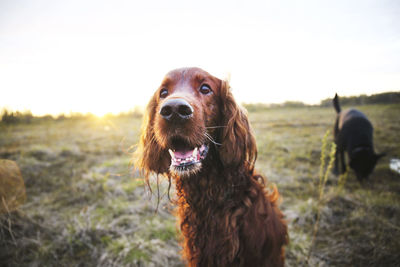 View of a dog on field