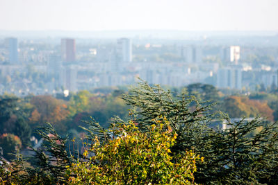 Close-up of tree with cityscape in background