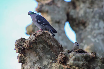 Bird perching on rock