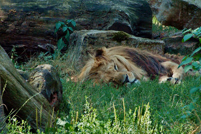 View of an animal relaxing on land