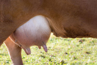 Cropped image of cow standing on grassy field