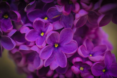 Close-up of purple flowering plants in park