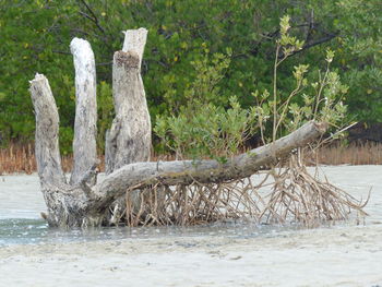 Driftwood by tree trunk in forest