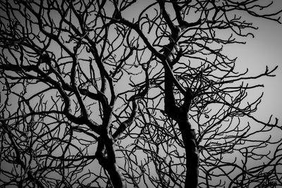 Low angle view of silhouette bare tree against sky