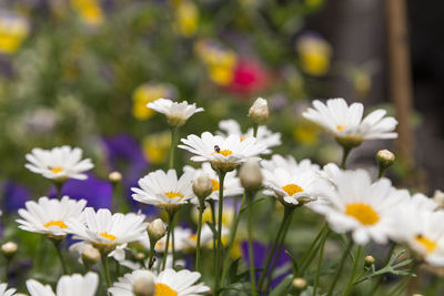 Close-up of white flowers blooming outdoors