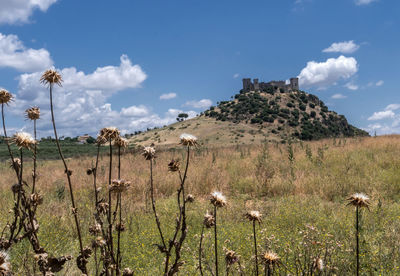 Panoramic view of flowering plants on land against sky