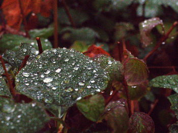 Close-up of wet leaves