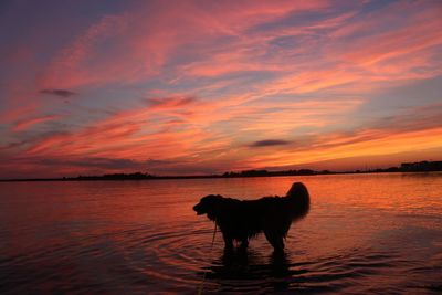 Dog on sea against sky during sunset