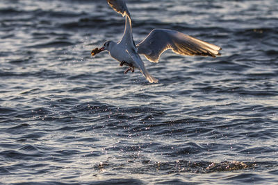 Seagull flying over sea