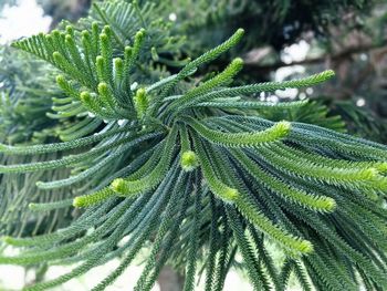 Close-up of pine tree leaves