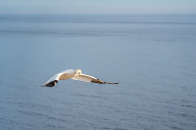 Seagull flying over sea