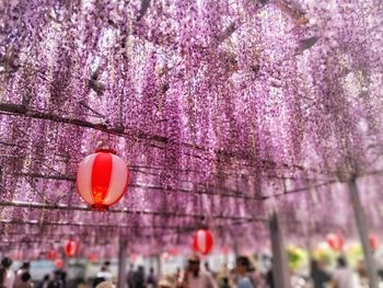 Close-up of pink cherry blossom hanging on tree