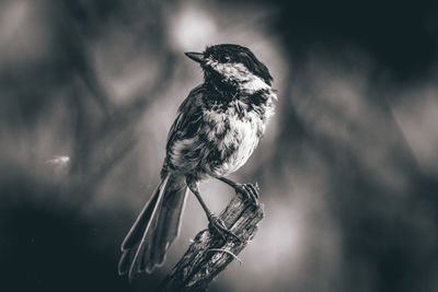 Close-up of bird perching on branch