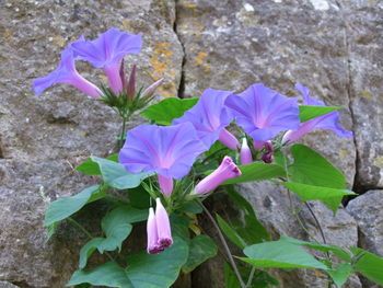 Close-up of flowers blooming outdoors