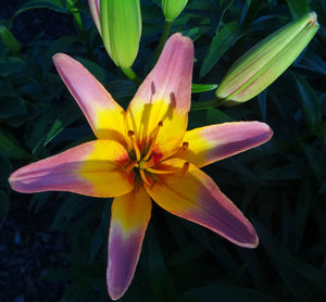 Close-up of yellow lily blooming outdoors