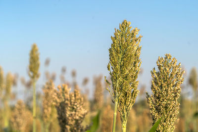 Millet or sorghum an important cereal crop in field, sorghum a widely cultivated cereal native 