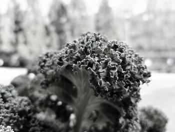 Close-up of flowering plant