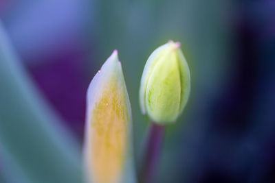 Close-up of plant