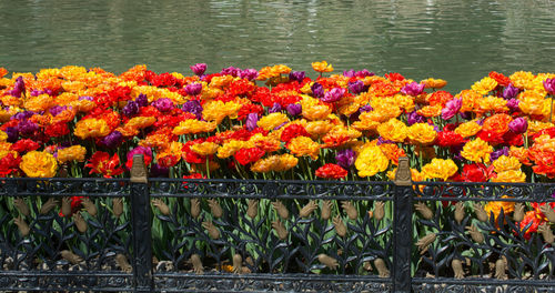 Multi colored flowers blooming outdoors