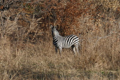 Side view of a zebra