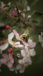 Close-up of bee on flower