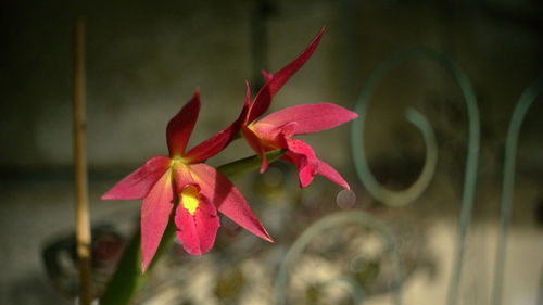 Close-up of pink flowers