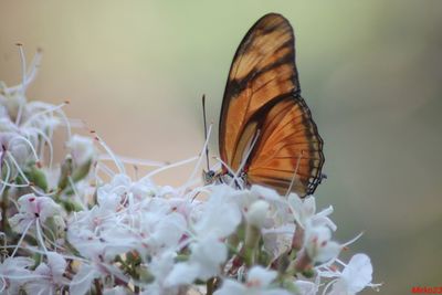 Close-up of butterfly pollinating on flower