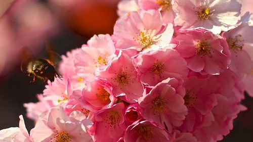 Close-up of bee on pink flowers