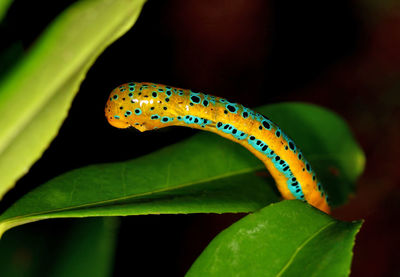 Close-up of insect on leaf