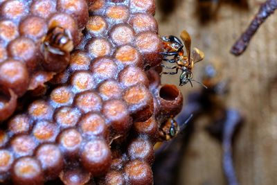 Close-up of ants