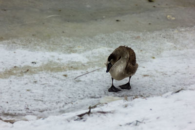 Bird perching on a beach