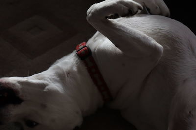 Close-up of dog sleeping at home