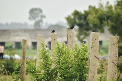 Birds perching on wooden post