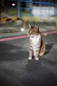 Cat sitting on street