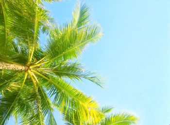 Low angle view of palm tree against clear blue sky