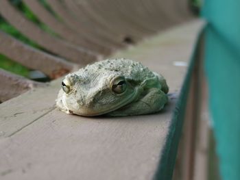Close-up of frog on wood