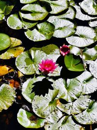 Close-up of lotus water lily in lake