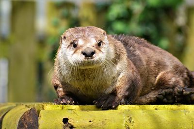 Close-up portrait of lion