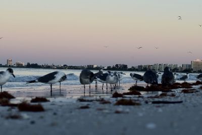 Flock of birds on beach against sky