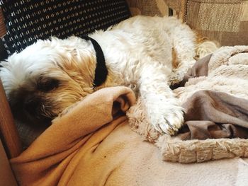 Close-up of dog sleeping