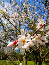 flowering plant