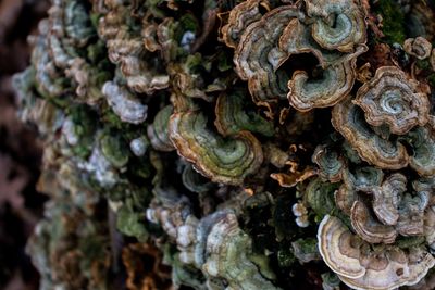 Full frame shot of tree trunk with fungus