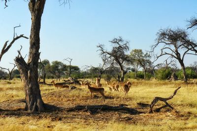 Herd of deer on field