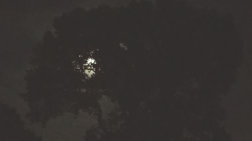 Low angle view of trees against sky at night